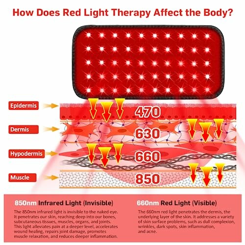 Diagram showing how red light therapy affects different skin layers, including epidermis, dermis, hypodermis, and muscle.